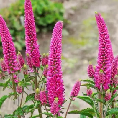 Вероника ФЕРСТ ЛАВ длиннолистная в Светлогорске