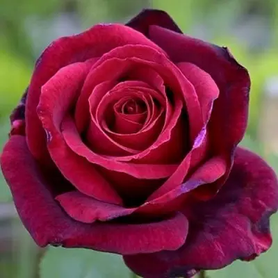 Роза ПАПА МЕЙЯН чайно-гибридная в Светлогорске