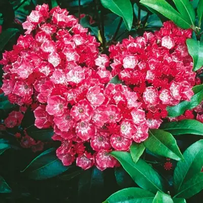 Кальмия КАРДИНАЛ в Светлогорске