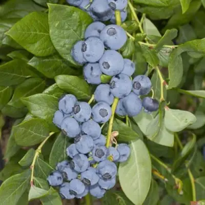 Голубика ЛИБЕРТИ в Светлогорске