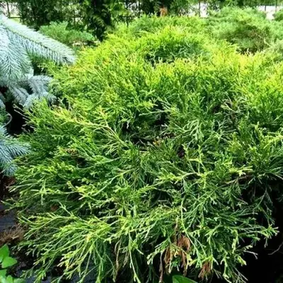 Кипарисовик ФИЛИФЕРА АУРЕА ВАРИЕГАТТА горохоплодный в Светлогорске