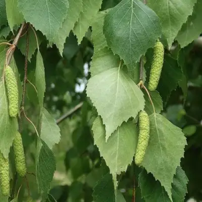 Береза бородавчатая в Светлогорске