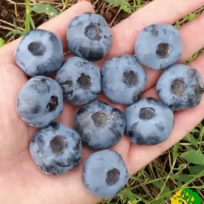 Голубика ЧАНДЛЕР в Светлогорске