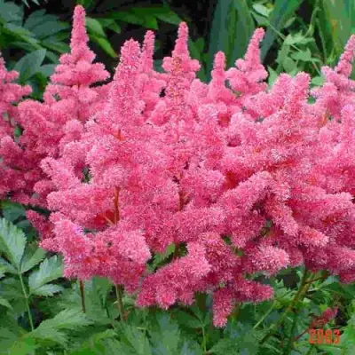 Астильба БОНН японская в Светлогорске