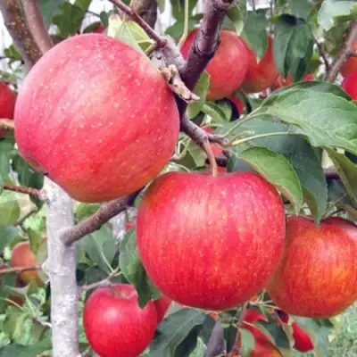 Яблоня ЖЕНЕВА (ЖЕНЕВА ЭРЛИ) в Светлогорске
