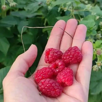 Малина ИЗОБИЛЬНАЯ в Светлогорске