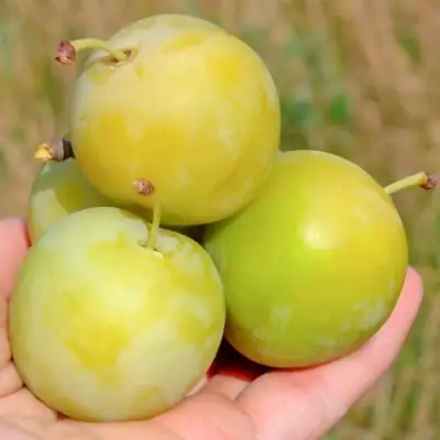 Слива РЕНКЛОД ранний в Светлогорске