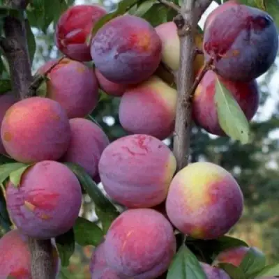 Слива ИМПЕРИАЛ колонновидная в Светлогорске