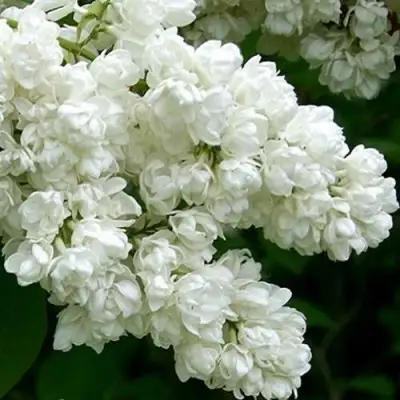 Сирень ПАМЯТЬ О КОЛЕСНИКОВЕ в Светлогорске