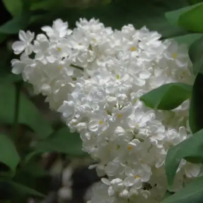 Сирень РУССКИЙ СЕВЕР в Светлогорске