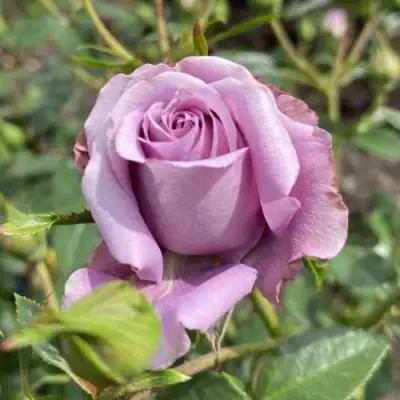 Роза БИЛОНА спрей в Светлогорске