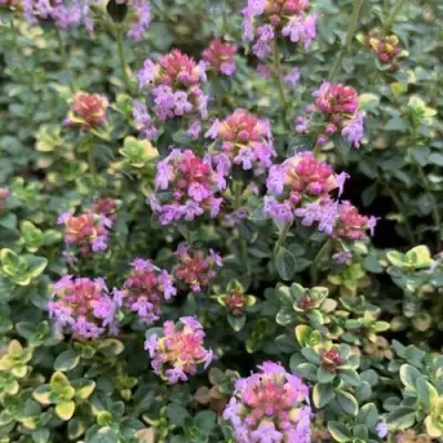 Тимьян ДОННА ВАЛЕЙ лимоннопахнущий в Светлогорске