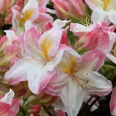 Азалия САТОМИ японская в Светлогорске