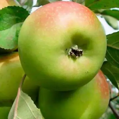 Яблоня БРАТ ЧУДНОГО стелющаяся в Светлогорске