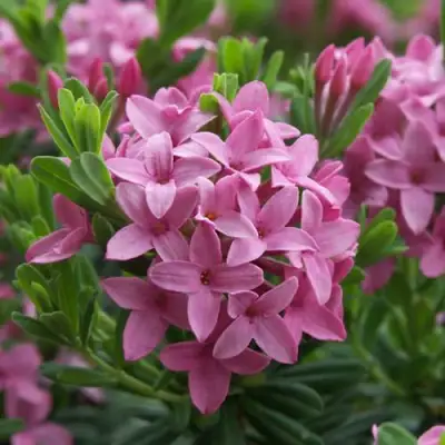 Волчеягодник КОЛЛИНА ГАРАЛЕНС в Светлогорске