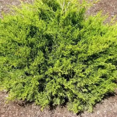 Можжевельник ИЗАБЕЛИН китайский в Светлогорске
