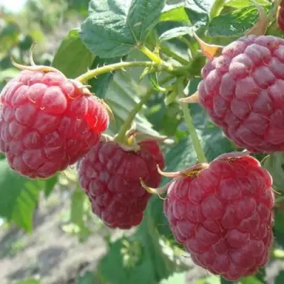 Малина БРУСИЛОВСКАЯ в Светлогорске