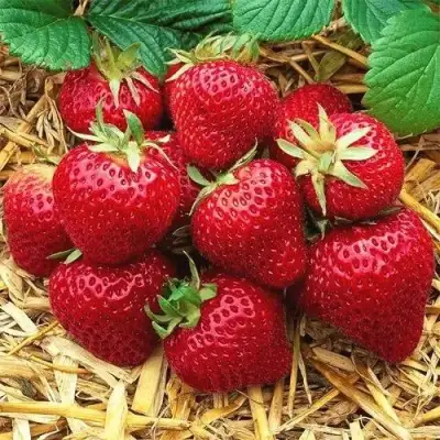 Клубника ХОНЕЙ в Светлогорске