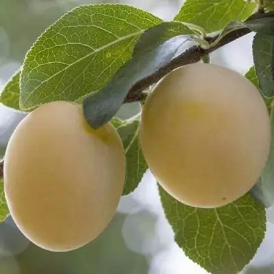 Слива УТРО в Светлогорске