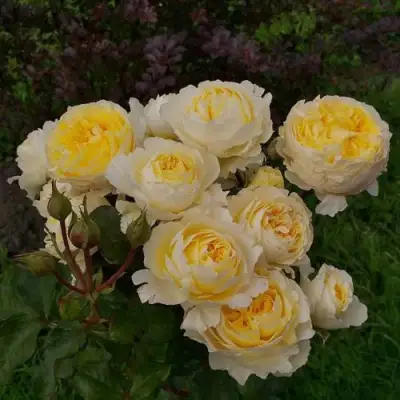 Роза БЕАТРИС английская в Светлогорске