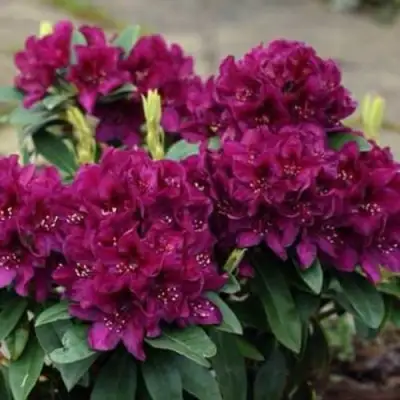 Рододендрон КАЛИ в Светлогорске