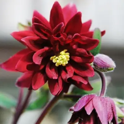 Аквилегия РУБИ ПОРТ обыкновенная в Светлогорске