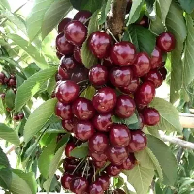 Черешня СИЛЬВИЯ колоновидная в Светлогорске