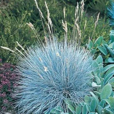 Овсяница АЙСФОГЕЛЬ сизая в Светлогорске