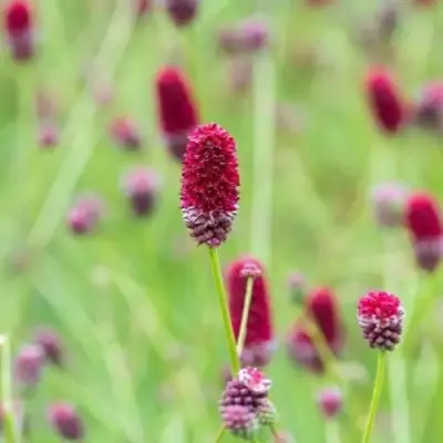 Кровохлебка БИТЛВИНГЗ в Светлогорске