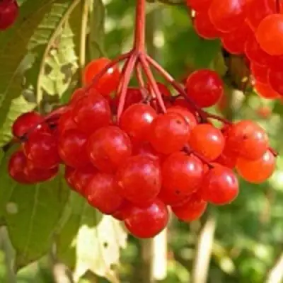 Калина ПАМЯТИ ВАЛЕНТИНЫ в Светлогорске