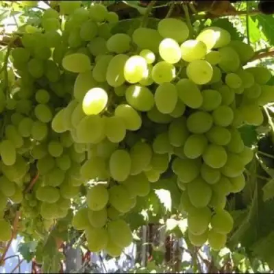 Виноград ИЛЬЯ  в Светлогорске