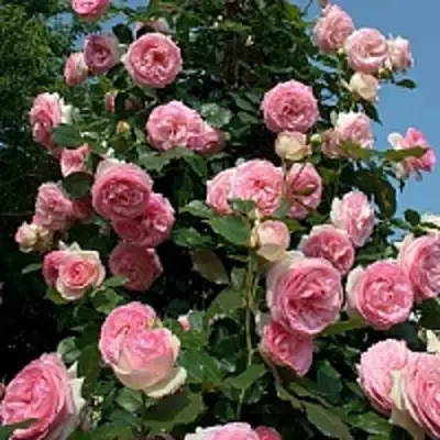 Роза ПЬЕР ДЕ РОНСАР плетистая в Светлогорске