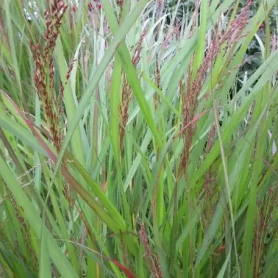 Просо ВЭРРИОР прутьевидное в Светлогорске