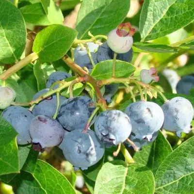 Голубика БЛЮДЖЕЙ в Светлогорске