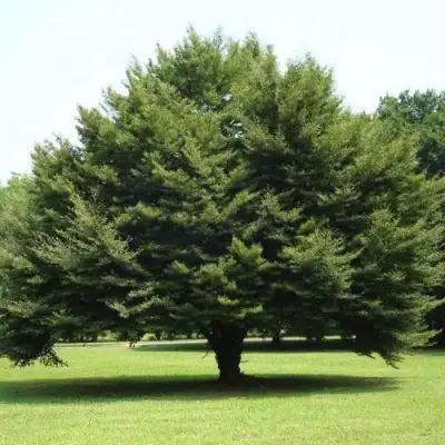 Бук обыкновенный в Светлогорске