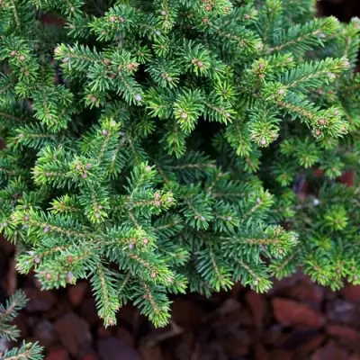 Ель ВИЛС ЦВЕРГ обыкновенная в Светлогорске