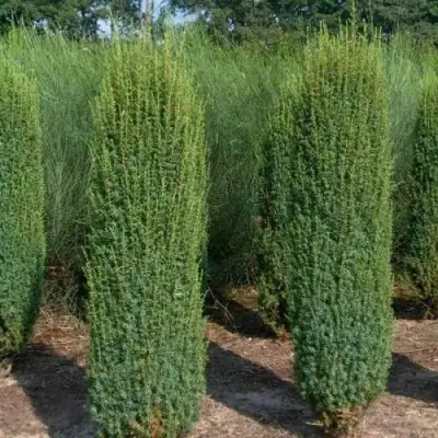 Можжевельник ХИБЕРНИКА обыкновенный  в Светлогорске