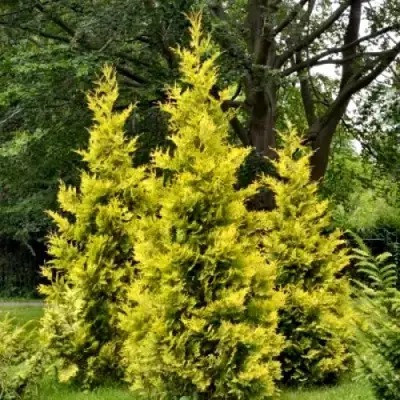 Туя ГОЛДЕН БРАБАНТ западная в Светлогорске