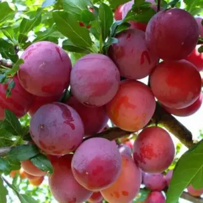 Слива НЕКТАРИННАЯ АРОМАТНАЯ в Светлогорске