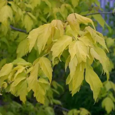 Клен ясенелистный в Светлогорске