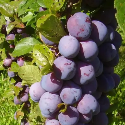 Слива НАГРАДА НЕМАНСКАЯ в Светлогорске