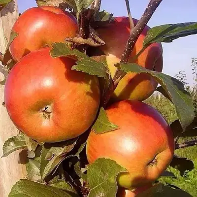 Яблоня ФРИДОМ в Светлогорске