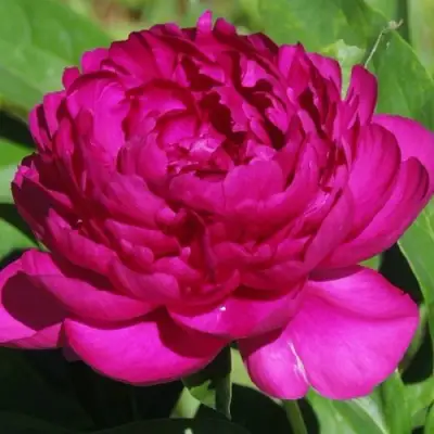 Пион БАРХАТ НОЧИ травянистый в Светлогорске