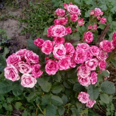 Роза ФЛЕШ ДАНС спрей в Светлогорске