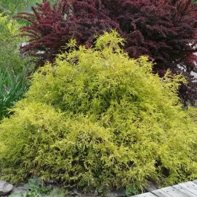 Кипарисовик ГОЛДЕН МОП горохоплодный в Светлогорске