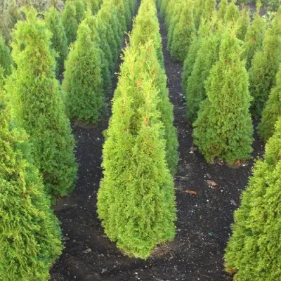 Туя САННИ СМАРАГД западная  в Светлогорске