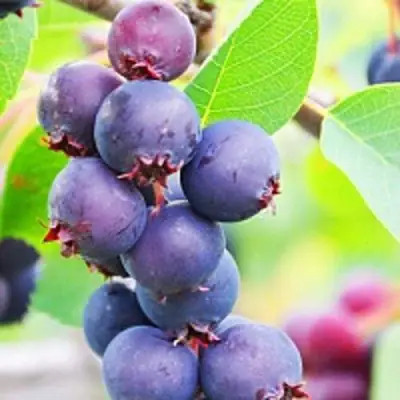 Ирга СМОУКИ в Светлогорске