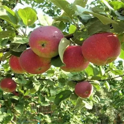 Яблоня ОРЛИК в Светлогорске