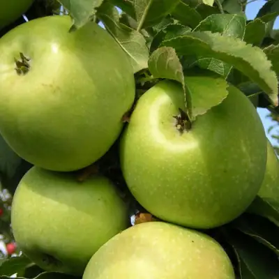 Яблоня КАЛУЖАНКА в Светлогорске