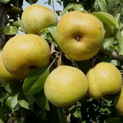 Груша ПЛАТОНОВСКАЯ в Светлогорске